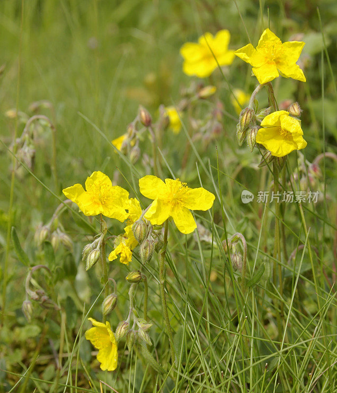 普通岩蔷薇（Helianhemum nummularium）